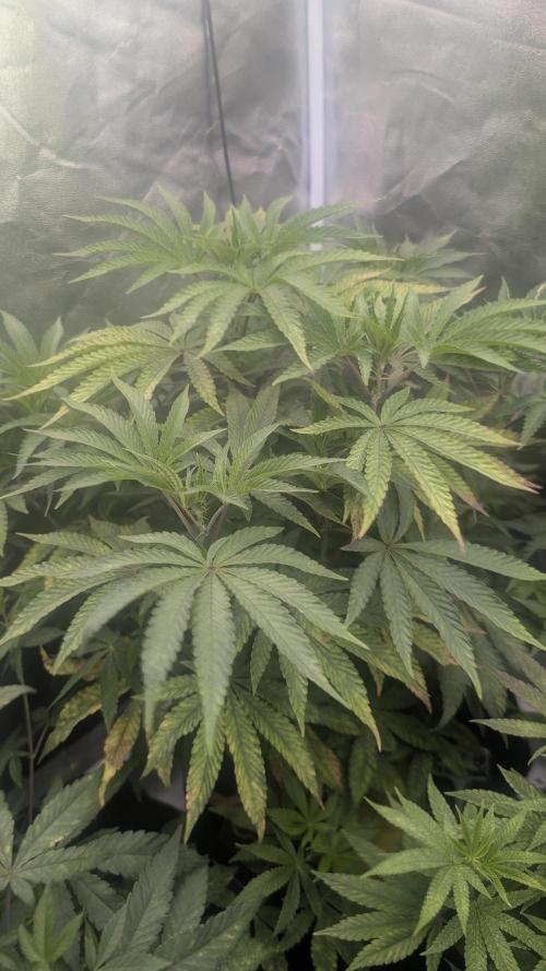 Z42 Beautifull. Week 5