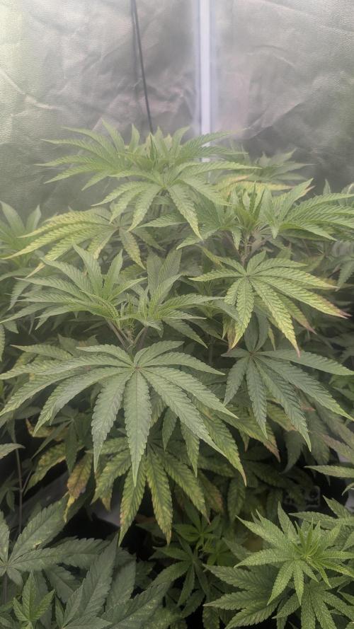 Z42 Beautifull. Week 5