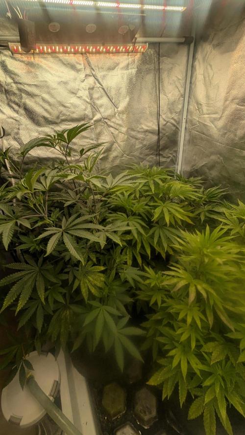 Z42 Beautifull. Week 5