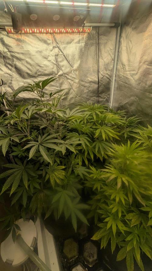 Z42 Beautifull. Week 5