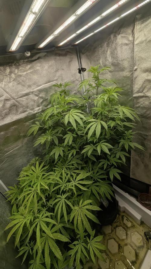 Z42 Beautifull. Week 6 - Z42 Krásné