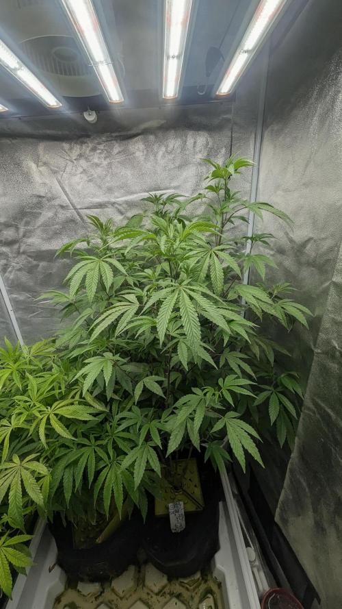 Gary Sherbet Fem 2026 .2×. Week 8 - Gary Sherbet Feb 2026 .2×
DeutschFarming2025