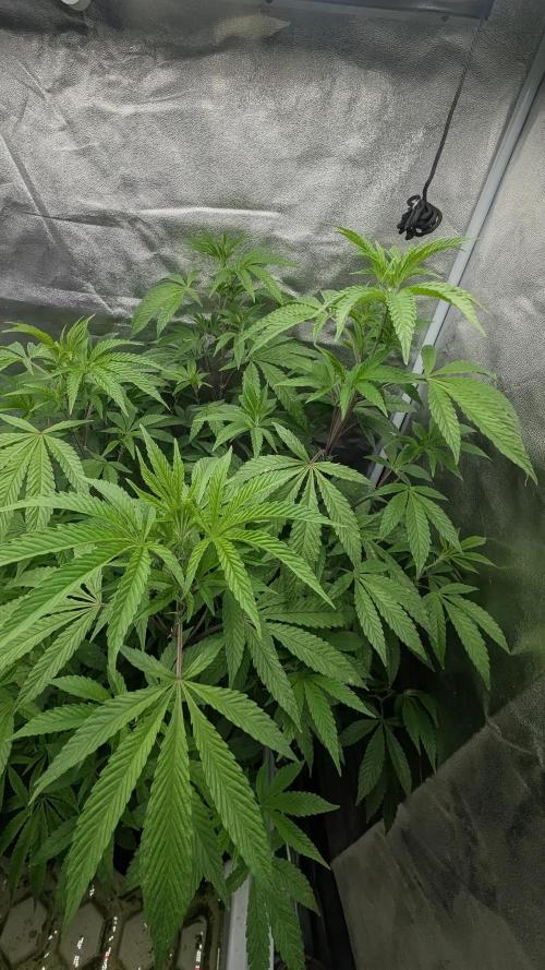 Gary Sherbet Fem 2026 .2×. Week 8