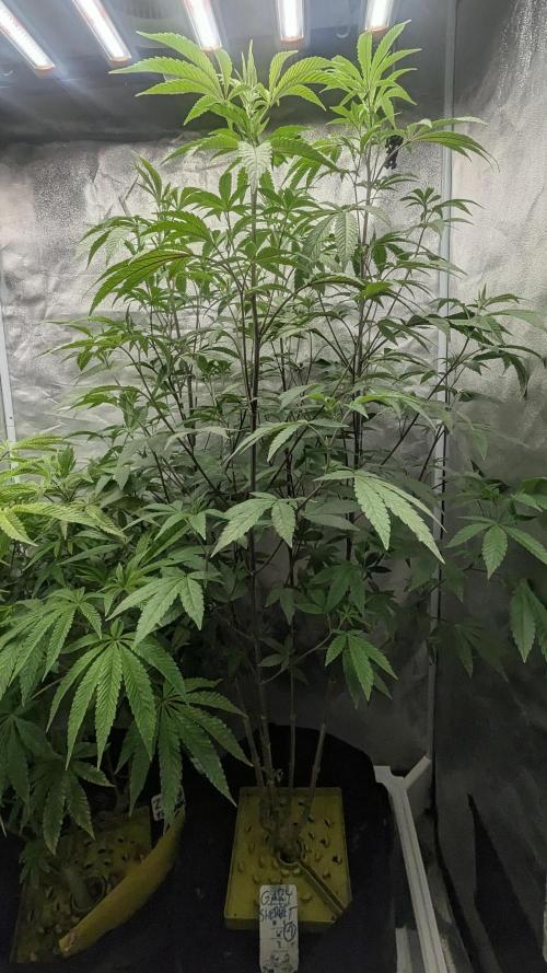 Gary Sherbet Fem 2026 .2×. Week 8 - Gary Sherbet Feb 2026 .2×
DeutschFarming2025