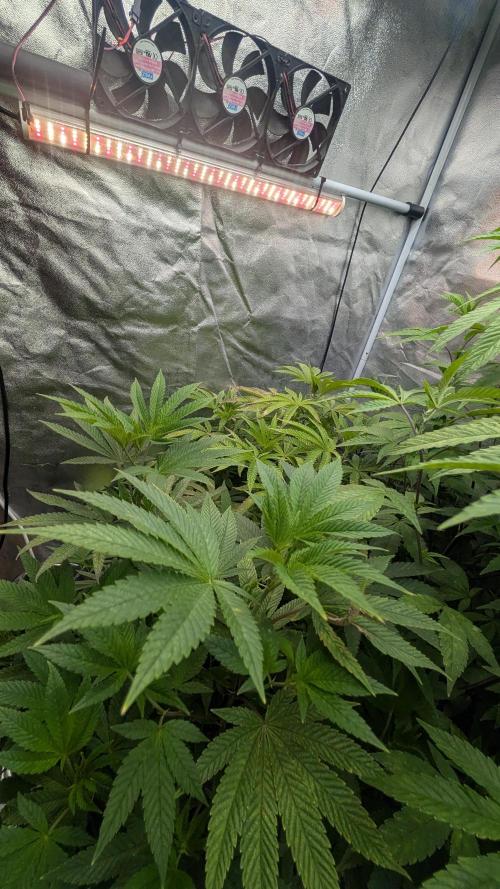 Garlic Mint Sherbet Fem 2026. Week 7 - Česnekovo-mátový sorbet Fem 2026