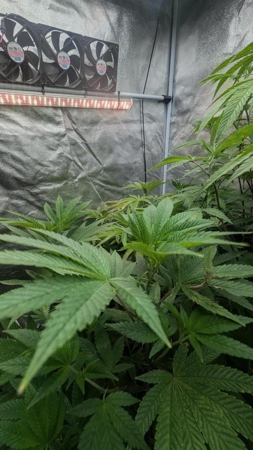 Garlic Mint Sherbet Fem 2026. Week 7 - Česnekovo-mátový sorbet Fem 2026