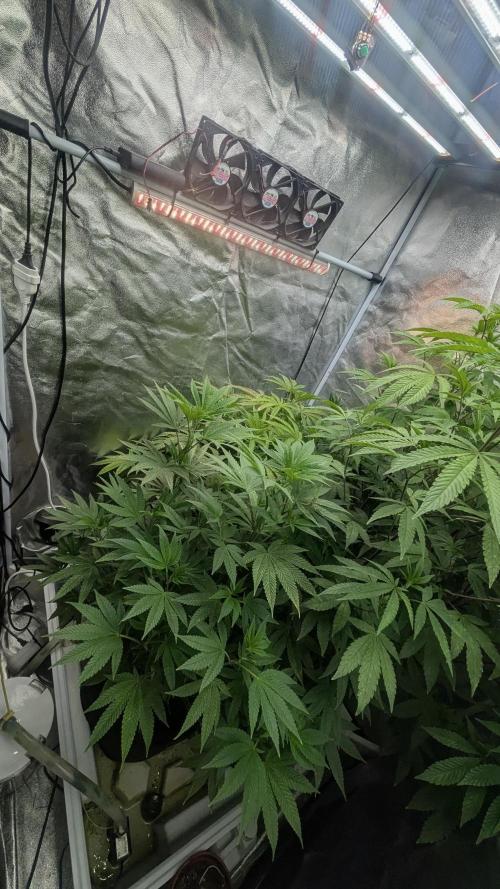 Garlic Mint Sherbet Fem 2026. Week 7 - Česnekovo-mátový sorbet Fem 2026