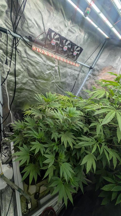 Garlic Mint Sherbet Fem 2026. Week 7