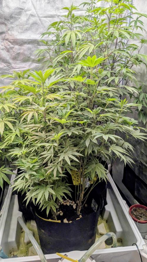 Garlic Mint Sherbet Fem 2026. Week 7