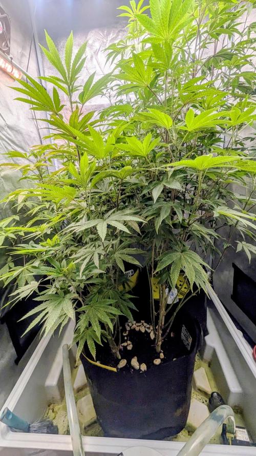 Garlic Mint Sherbet Fem 2026. Week 7