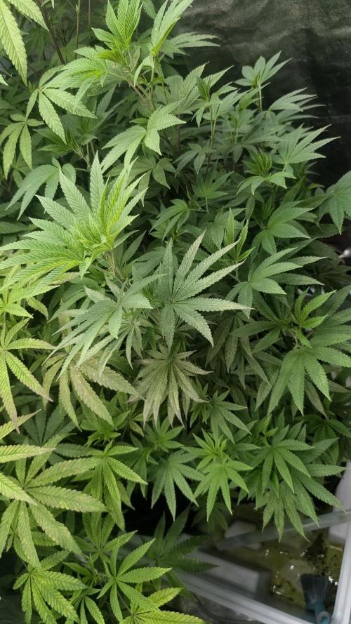 Garlic Mint Sherbet Fem 2026. Week 7