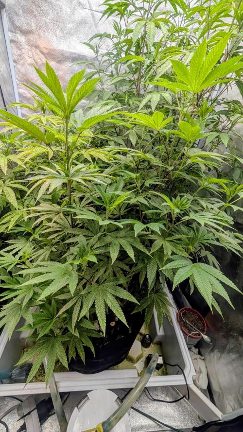 Garlic Mint Sherbet Fem 2026. Week 7
