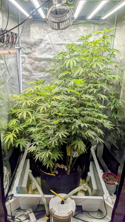 Garlic Mint Sherbet Fem 2026. Week 7