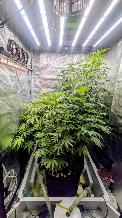 Garlic Mint Sherbet Fem 2026. Week 7