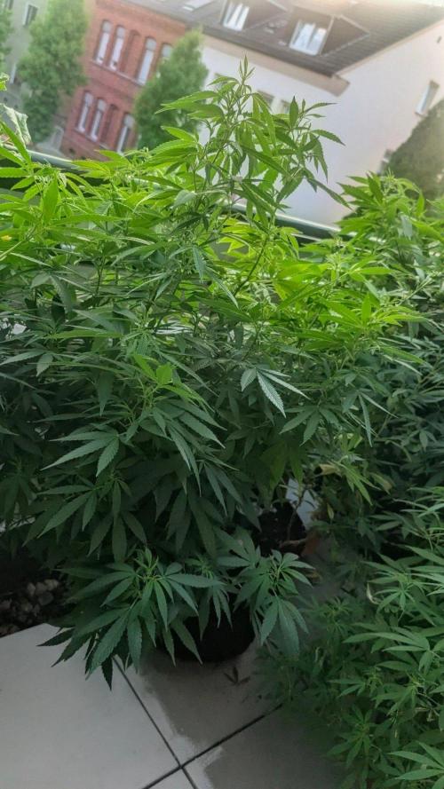FastBuds  Mix 2026. Week 14 - FastBuds Mix 2026