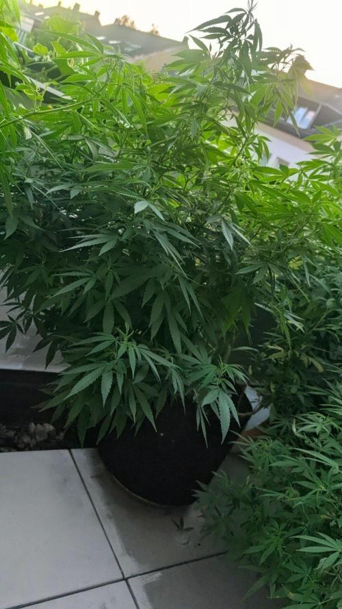 FastBuds  Mix 2026. Week 14 - FastBuds Mix 2026