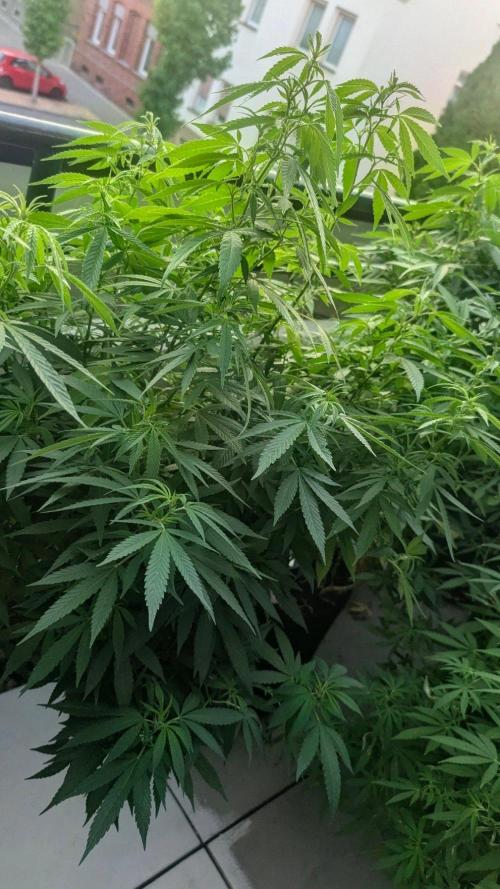 FastBuds  Mix 2026. Week 14 - FastBuds Mix 2026