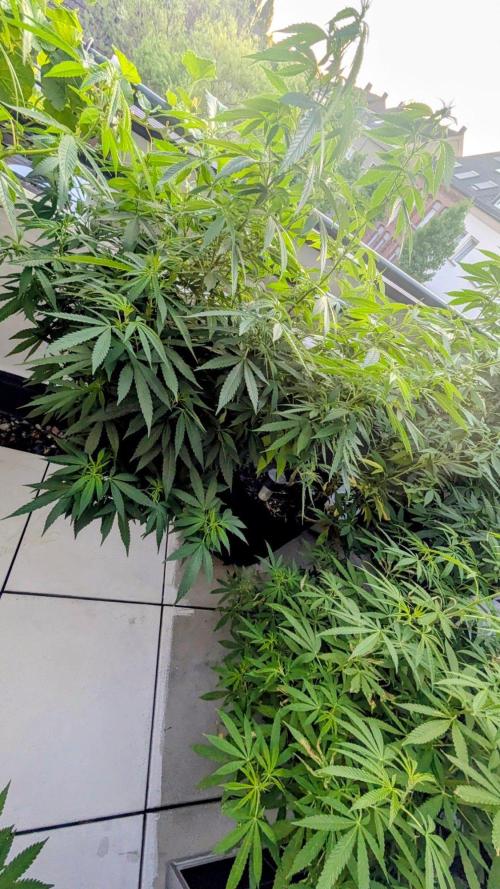 FastBuds  Mix 2026. Week 14 - FastBuds Mix 2026