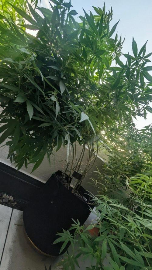 FastBuds  Mix 2026. Week 14 - FastBuds Mix 2026