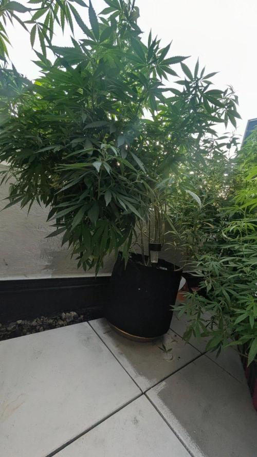 FastBuds  Mix 2026. Week 14 - FastBuds Mix 2026