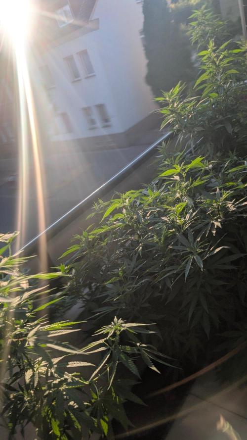 NoName - outdoor Growing FastBuds 2026. Week 9 - NoName - venkovní pěstování FastBuds 2026