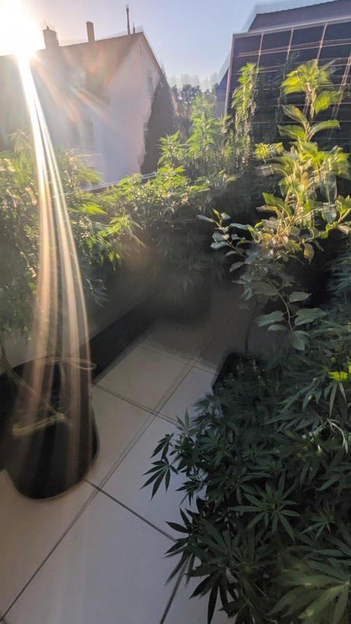 NoName - outdoor Growing FastBuds 2026. Week 9 - NoName - venkovní pěstování FastBuds 2026