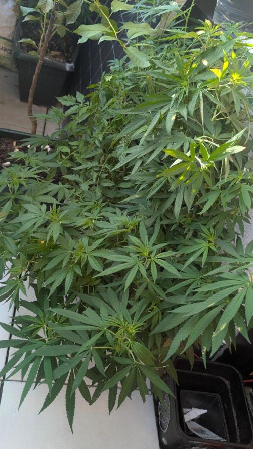 NoName - outdoor Growing FastBuds 2026. Week 9