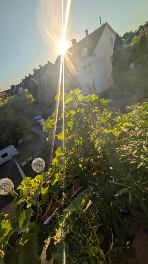 NoName - outdoor Growing FastBuds 2026. Week 9 - NoName - venkovní pěstování FastBuds 2026