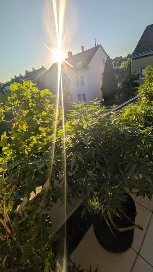 NoName - outdoor Growing FastBuds 2026. Week 9