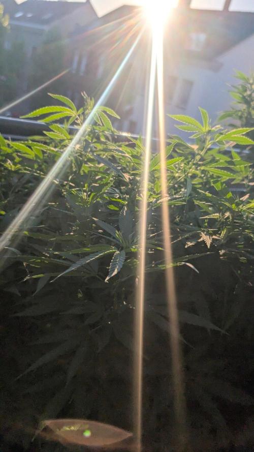 NoName - outdoor Growing FastBuds 2026. Week 9