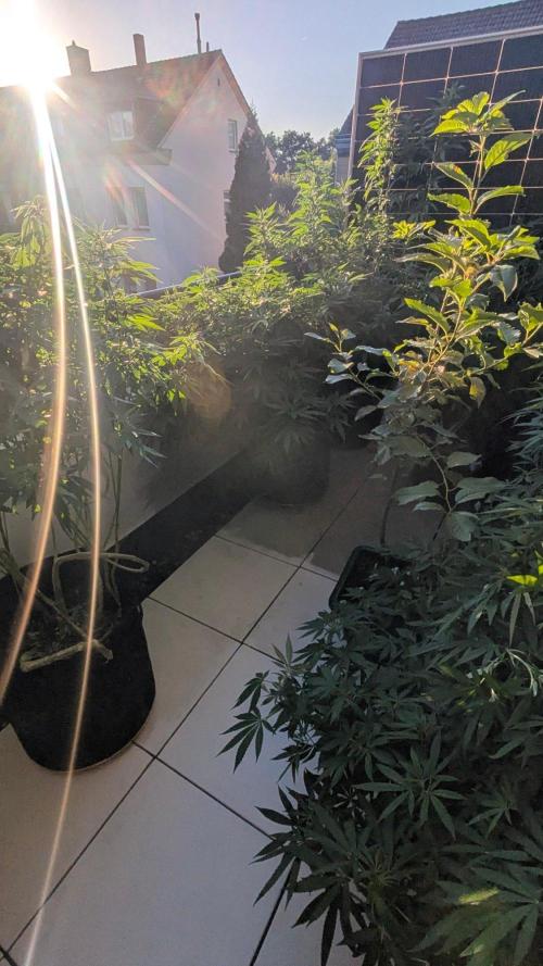 NoName - outdoor Growing FastBuds 2026. Week 9
