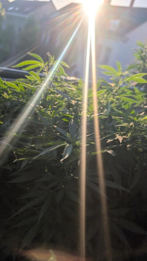 NoName - outdoor Growing FastBuds 2026. Week 9