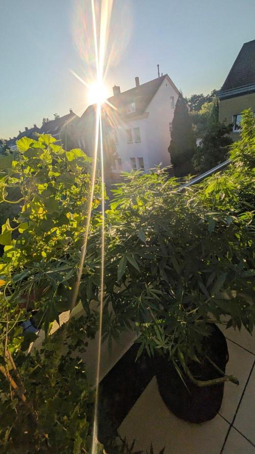 NoName - outdoor Growing FastBuds 2026. Week 9
