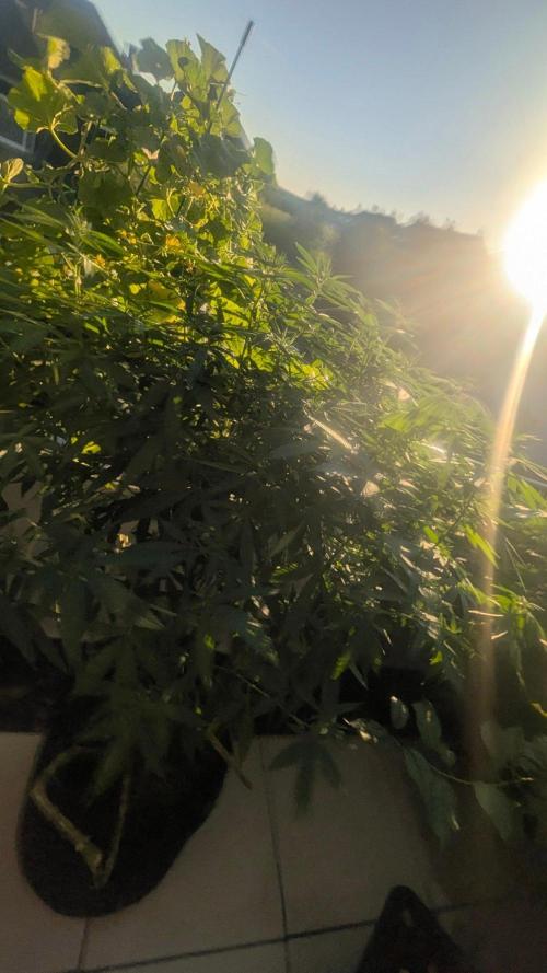 NoName - outdoor Growing FastBuds 2026. Week 9
