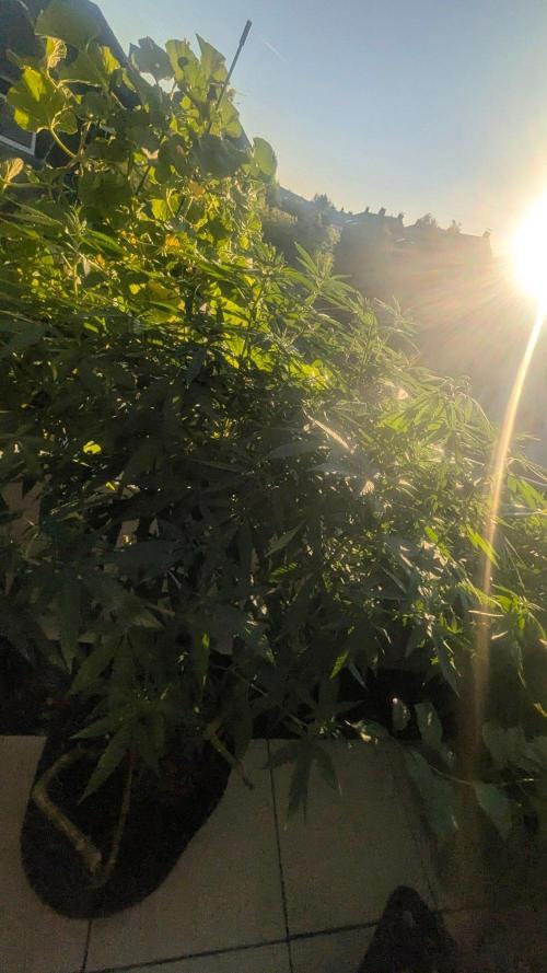 NoName - outdoor Growing FastBuds 2026. Week 9