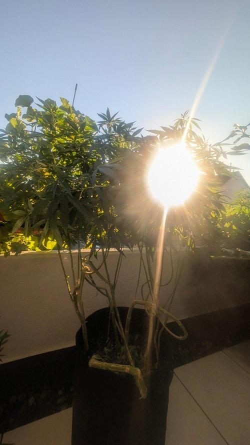 NoName - outdoor Growing FastBuds 2026. Week 9