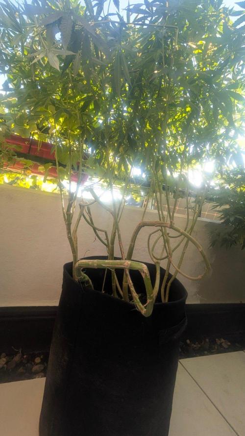 NoName - outdoor Growing FastBuds 2026. Week 9