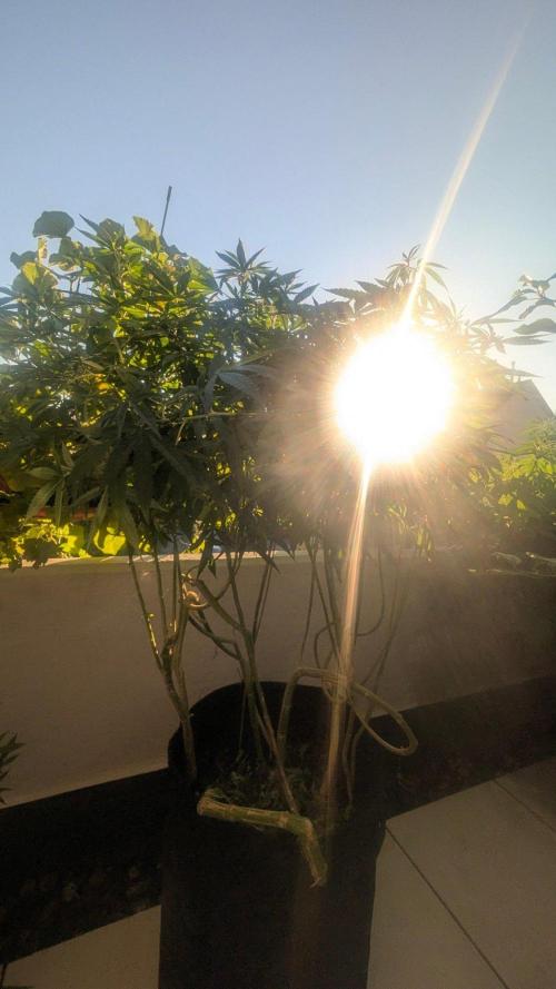 NoName - outdoor Growing FastBuds 2026. Week 9