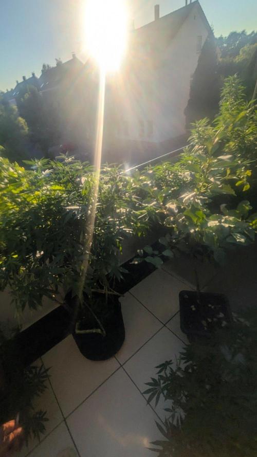 NoName - outdoor Growing FastBuds 2026. Week 9 - NoName - venkovní pěstování FastBuds 2026