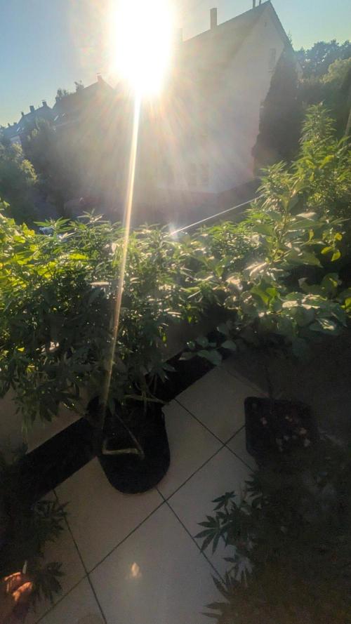NoName - outdoor Growing FastBuds 2026. Week 9