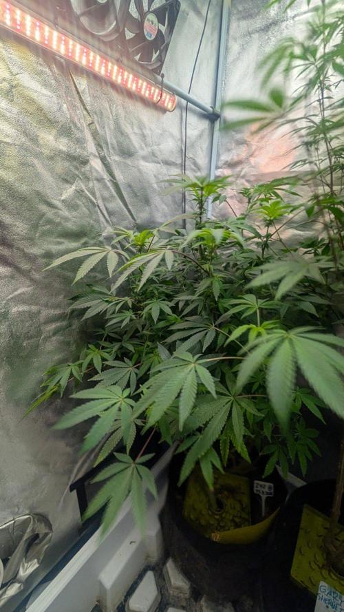 Z42 Beautifull. Week 7 - Z42 Krásné