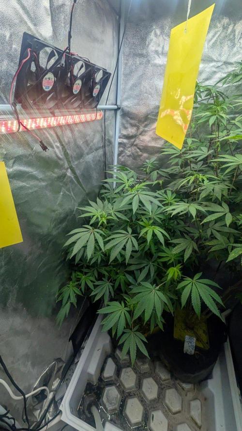 Z42 Beautifull. Week 7
