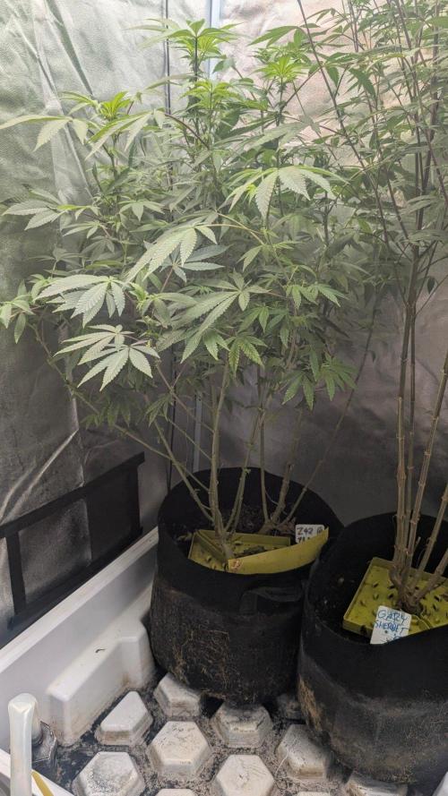 Z42 Beautifull. Week 7