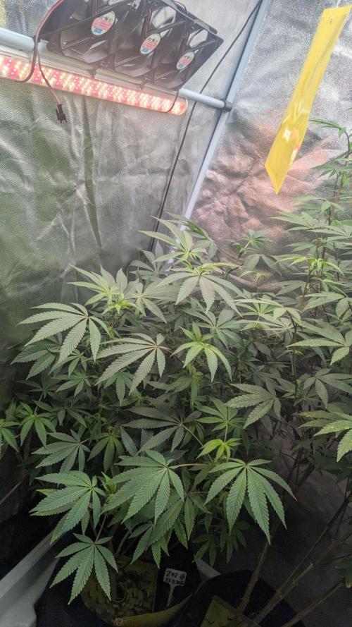 Z42 Beautifull. Week 7