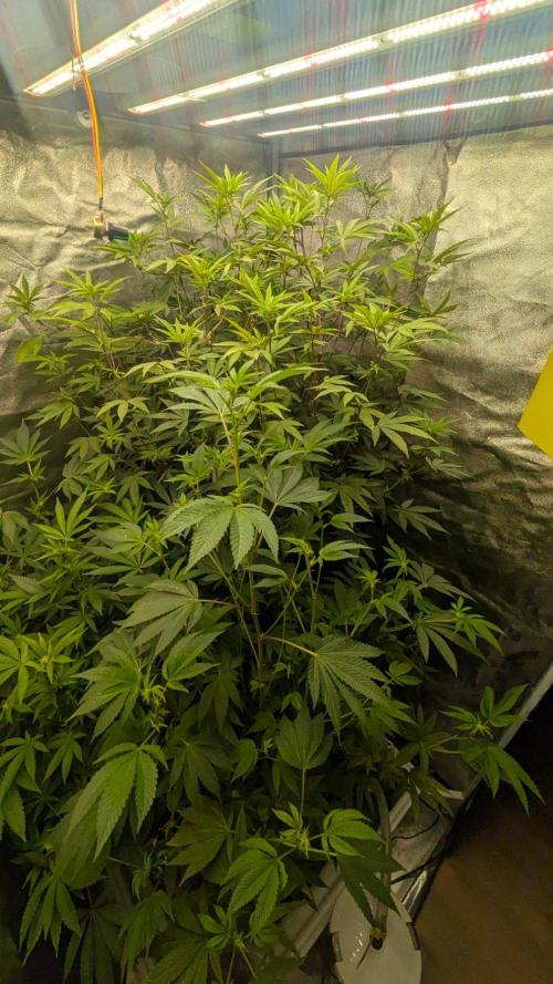 Garlic Mint Sherbet Fem 2026. Week 8 - Česnekovo-mátový sorbet Fem 2026