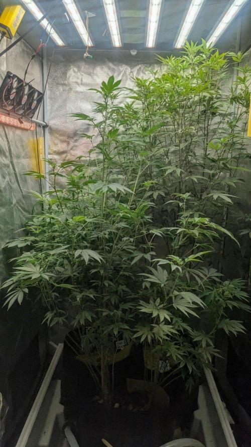 Garlic Mint Sherbet Fem 2026. Week 8 - Česnekovo-mátový sorbet Fem 2026