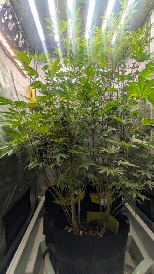 Garlic Mint Sherbet Fem 2026. Week 8