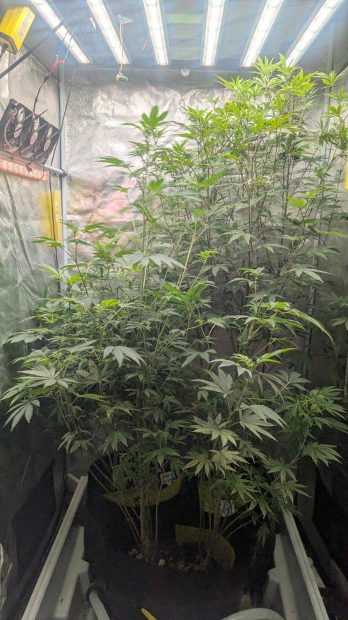 Garlic Mint Sherbet Fem 2026. Week 8