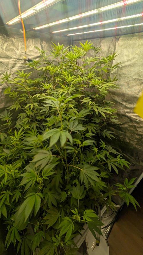 Garlic Mint Sherbet Fem 2026. Week 8 - Česnekovo-mátový sorbet Fem 2026
