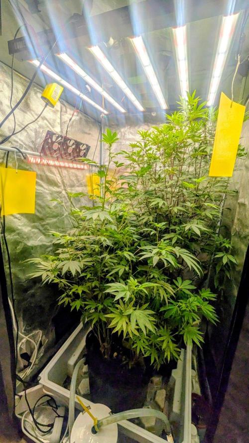Garlic Mint Sherbet Fem 2026. Week 8